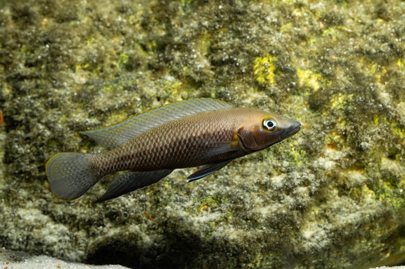 Neolamprologus nigriventris 'Kiku'